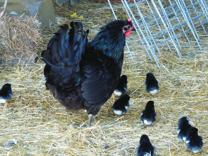 black-Jersey-Giant-hen-with-chicks